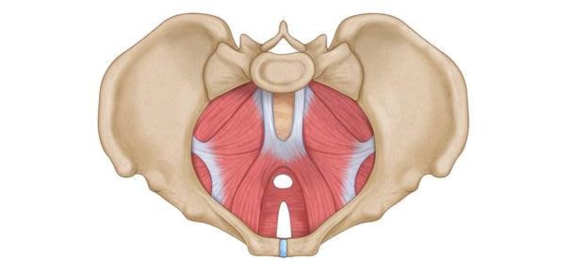 ilustracao-assoalho-pelvico